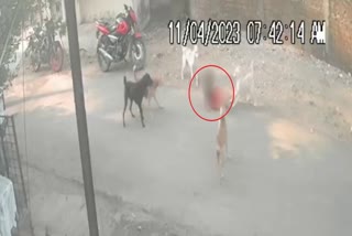 Three year old boy attacked by stray dogs  boy attacked by stray dogs in Nagpur  CCTV visuals  life saved by the interception of mother  മൂന്നുവയസുകാരനെ തെരുവുനായകൾ കൂട്ടത്തോടെ ആക്രമിച്ചു  തെരുവുനായകൾ  ജീവന്‍ രക്ഷിക്കാനായത് അമ്മ ഓടി അടുത്തതോടെ  സിസിടിവി ദൃശ്യങ്ങള്‍ പുറത്ത്  തെരുവുനായ  കുട്ടിയെ ആക്രമിച്ച സംഭവം  സിസിടിവി ദൃശ്യങ്ങള്‍