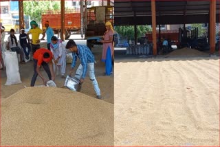 wheat procurement in Ballabhgarh grain market