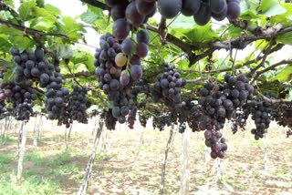 geographical designation  black grape  black grape in kambam  grape  kumily kambam  latest news today  കമ്പത്തെ കറുത്ത മുന്തിരി  ഭൗമസൂചിക പദവി  കറുത്ത മുന്തിരിക്ക് ഭൗമസൂചിക പദവി  കറുത്ത മുന്തിരി  ഇടുക്കി ഏറ്റവും പുതിയ വാര്‍ത്ത  ഇന്നത്തെ പ്രധാന വാര്‍ത്ത