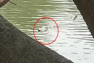 Crocodile spotted at Bannerghatta Zoo boating pond