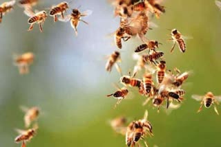 bee attack in shivpuri