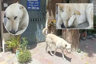 abandoned dog waits for owner