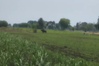 Terror of wild buffalo in Narsinghpur