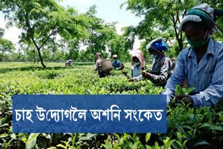 assam tea industry