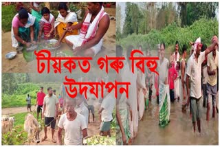 Goru bihu celebration in Assam