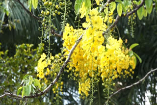 Golden shower tree blossom in Kerala  Golden shower tree blossom  Golden shower tree  വിഷുവിന് മുന്നേ സ്ഥാനം പിടിച്ച് കണിക്കൊന്ന  കണിക്കൊന്ന  കേരളത്തില്‍ ഇപ്പോള്‍ പീതവസന്തം  കൊന്നപ്പൂവ്  കണിക്കൊന്ന