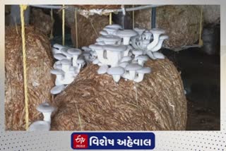 Valsad News : કપરાડાના શિક્ષિત યુવકની કમાલ, મહિલાઓને મશરૂમની ખેતી શીખવી આવક બમણી કરાવી