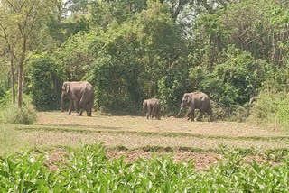 Elephants Attack ETV Bharat