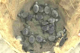 Sea Turtle Hatcheries