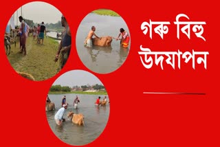 Goru bihu celebrated in Barpeta