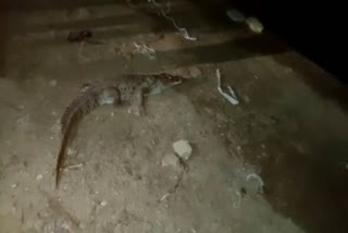 crocodile entered farm in shivpuri