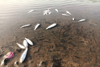 Hunting of fish by mixing poison in Kanhar river
