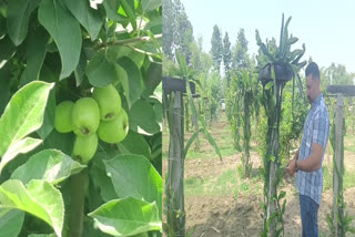 Farmer Jasprat Singh is making good profit by cultivating dragon fruit in Ludhiana