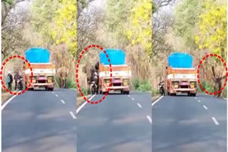 Bikers escape elephant attack in Mudumalai wildlife sanctuary