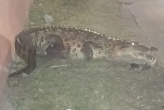 Crocodile In Kota