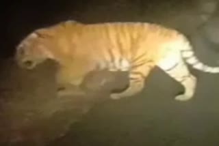 panna 1 tiger along with 4 cubs crossing road