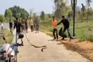 ahiraj snake rescued from dinabandhupur village