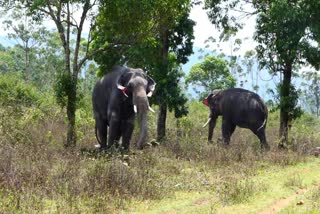 Kumki elephant in Chinnakanal  Kumki elephant  Chinnakanal  മിഷന്‍ അരിക്കൊമ്പന്‍  കുങ്കിയാനകളുടെ താവളം മാറ്റാന്‍ നീക്കം  ഇടുക്കി വാര്‍ത്തകള്‍  ഇടുക്കി ജില്ല വാര്‍ത്തകള്‍  ഇടുക്കി പുതിയ വാര്‍ത്തകള്‍  kerala news updates  latest news in kerala