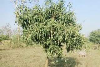 Mango production in kasmar