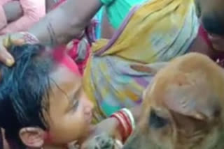 Tribal children marry dogs at Odisha hamlet to escape from evil spirits
