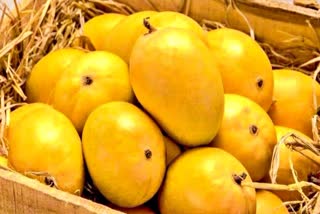 Hapus Mangoes