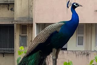 peacock cremated with national honour