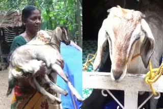 stray dog attacks increasing  kottayam Akalakkunnam stray dog attack  കോട്ടയം അകലക്കുന്നത്ത് തെരുവുനായ ശല്യം