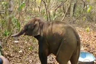 elephant calf