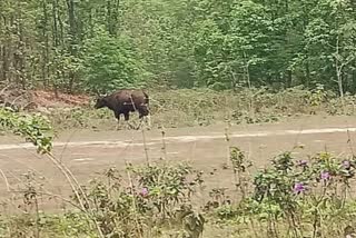 Bison Spotted in Siliguri ETV Bharat