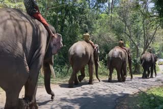 Arikkomban mission  Kumki Elephants  People gathering to see Kumki Elephants  Wild Elephant Arikkomban  Forest Department changed the shelter  അരിക്കൊമ്പനെ മെരുക്കാനെത്തിയ കുങ്കിയാന  കുങ്കിയാനകളെ കാണാന്‍ ജനത്തിരക്കേറുന്നു  ആനകളുടെ താവളം മാറ്റി വനം വകുപ്പ്  വനം വകുപ്പ്  ആന  കാട്ടാന  കുങ്കിയാന