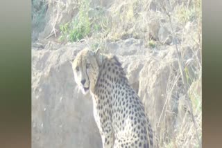 cheetah ovan absconding from kuno national park