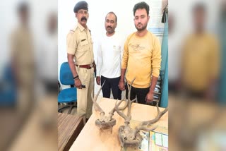 antler smuggling in chhattisgarh