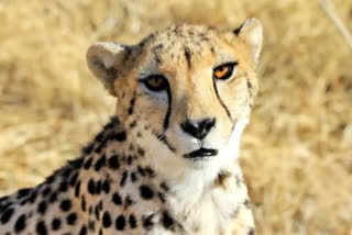 Cheetah Oban escaped Kuno National Park, enters residential area