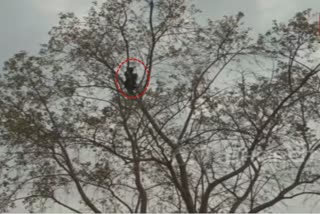 Young Man Climbed Peepal Tree In Chattisgarh Janjgir- Champa District Rescue Team Saved Him