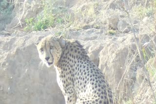 sheopur cheetah ovan again ran