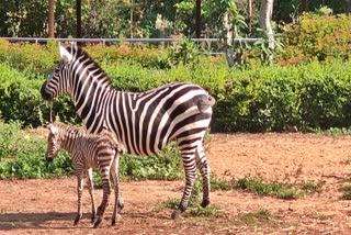 zebra