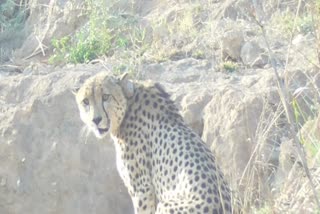 Project Cheetah: ફરી એકવાર કુનોથી ભાગ્યો 'ઓવન', જાણો કેમ નથી બચાવતું વન વિભાગ ચિત્તાને
