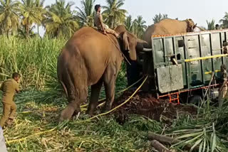 wild elephant karuppan roaming around Sathyamangalam Thalavadi area was captured by the forest department by administering anesthesia to it