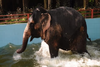 SC to hear plea of Kerala against HC order asking it to relocate rice-eating tusker to Parambikulam reserve