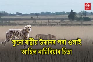 Cheetah Oban free roaming