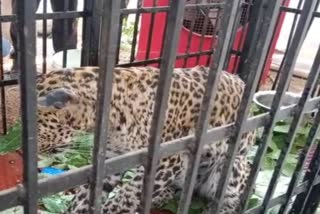 healthcare treatments for leopard