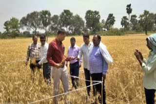 assessment of rabi crops By NSSO in patna