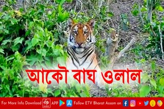 Tiger Free roaming at Kaliabor