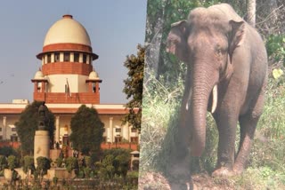 Arikkomban relocation  Supreme Court dismissed government petition  Arikkomban  Supreme Court  Kerala Government against Kerala High Court  wild elephant Arikkomban  അരിക്കൊമ്പനെ പറമ്പിക്കുളത്തേക്ക്  അരിക്കൊമ്പന്‍  ഹൈക്കോടതി നിര്‍ദേശം  സംസ്ഥാന സര്‍ക്കാര്‍  ഹര്‍ജി തള്ളി സുപ്രീം കോടതി  സുപ്രീം കോടതി  പറമ്പിക്കുളം കടുവ സങ്കേതം  പറമ്പിക്കുളം  കേരള ഹൈക്കോടതി  ചീഫ് ജസ്‌റ്റിസ്  ചീഫ് ജസ്‌റ്റിസ് ഡി വൈ ചന്ദ്രചൂഡ്