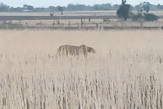 Kuno Cheetah Flees