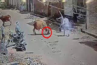 Cow Attack Girl in Sri Ganganagar