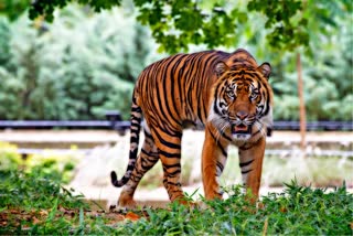 Tiger Terror in Pauri