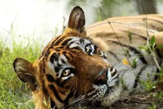 Number of tigers increased in Sariska
