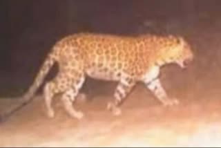 Bokaro Mahuwatand Turitola Leopard