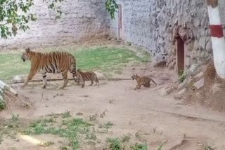 gwalior zoo tigress 2 little cubs released